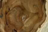 Polished Petrified Wood (Cherry) Stand-up - McDermitt, Oregon #162883-1